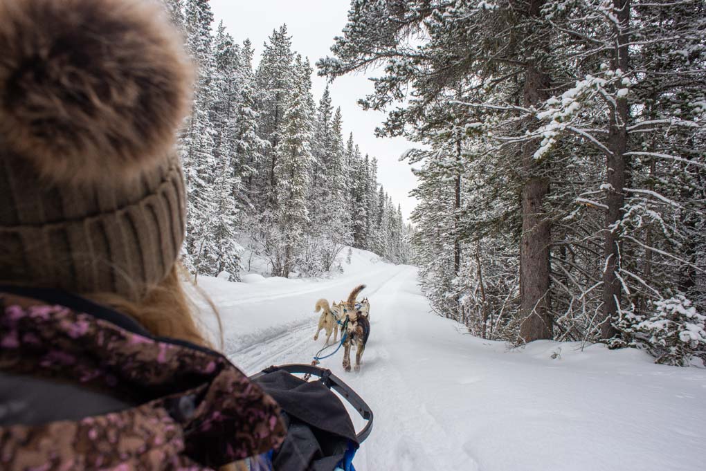 Dog sledding in Canada
