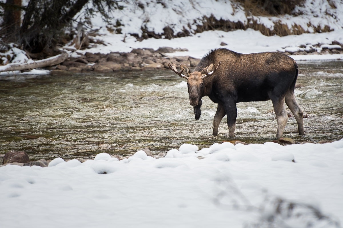 a moose in the winter in Jasper National Park