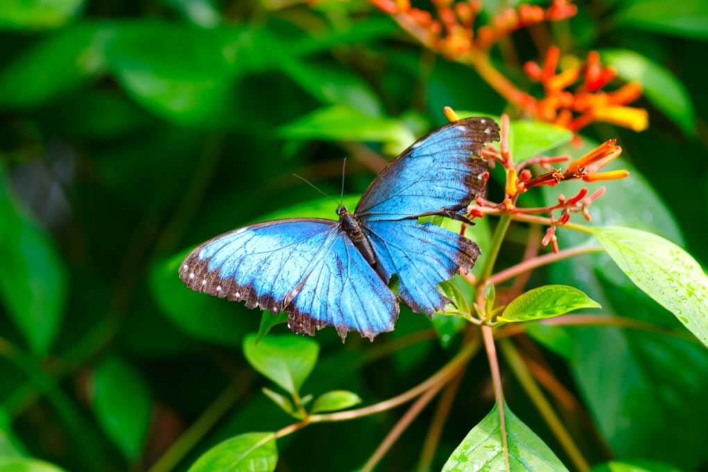 butterfly from the Butterfly Conservatory