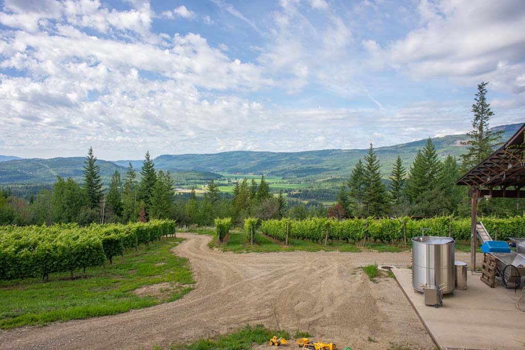 Vineyard at Larch Hills in Salmon Arm, BC