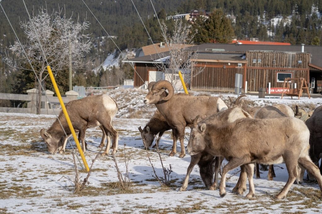 bighorn-sheep-in-radium-BC-min