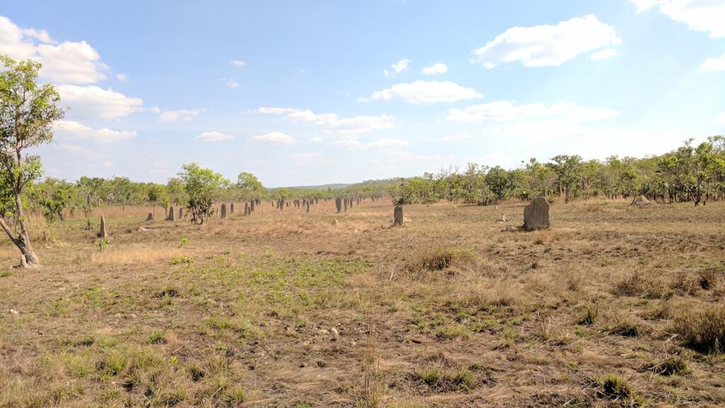 magnetic termite mound field in Litchfield