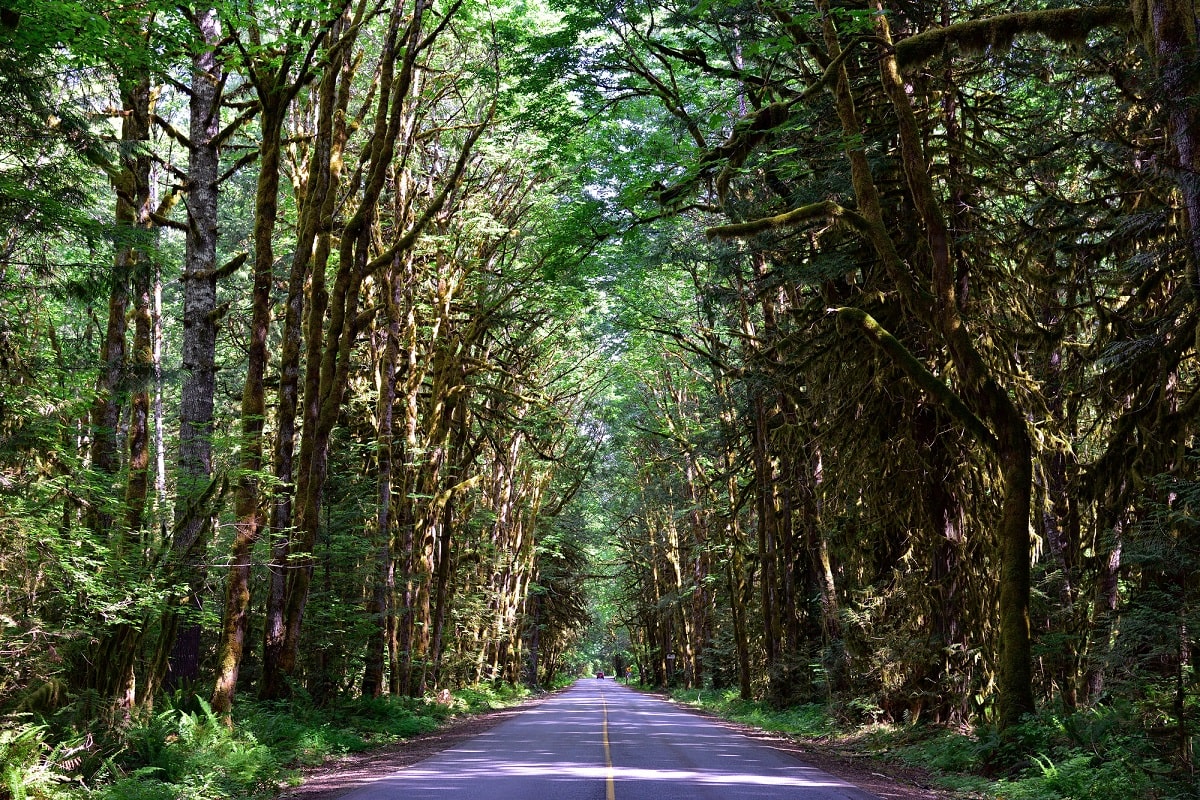 driving into Alice Lake Provincial Park