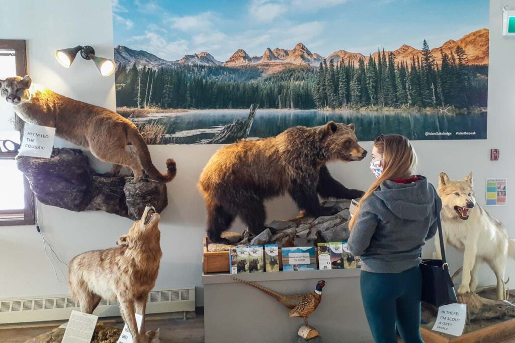 Stuffed animals at the Fernie Visitor Center