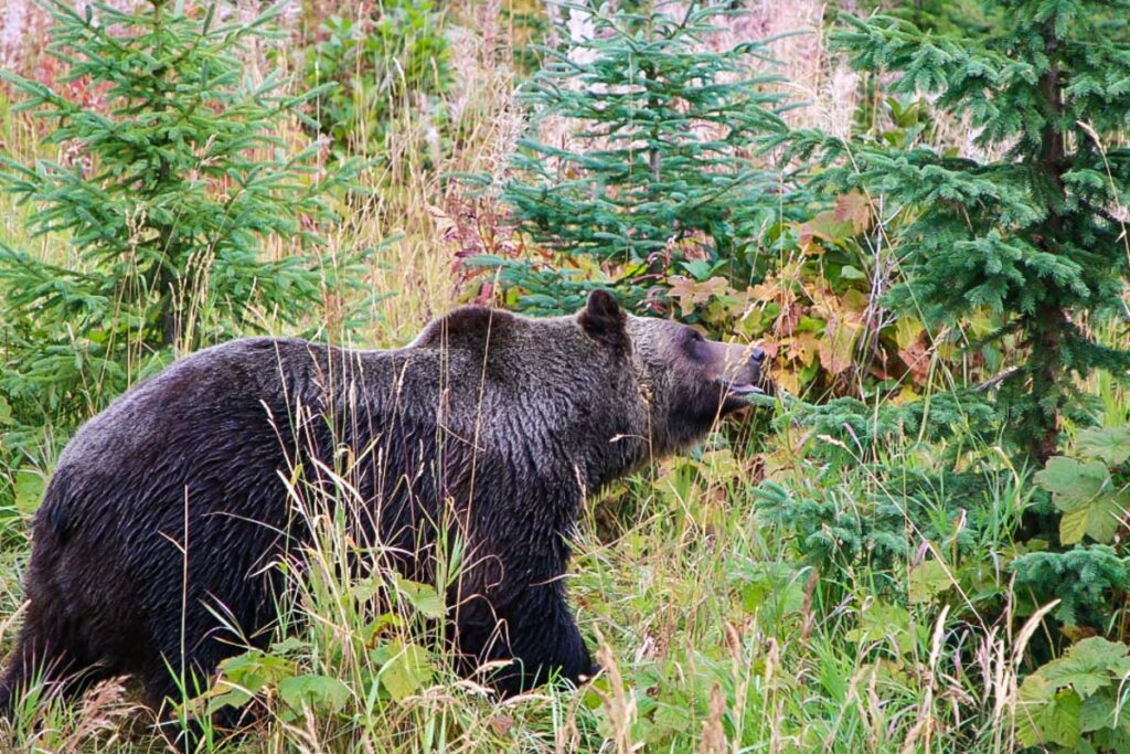 Boo the bear in Golden, BC