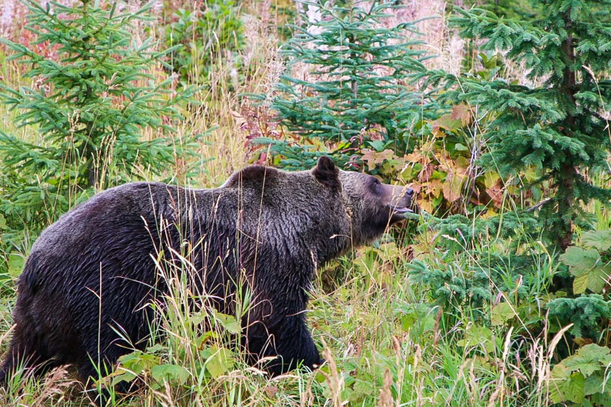 Boo the bear in Golden, BC
