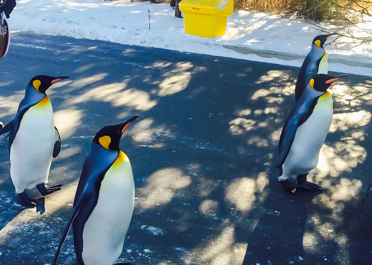 King Penguins at the Calgary Zoo