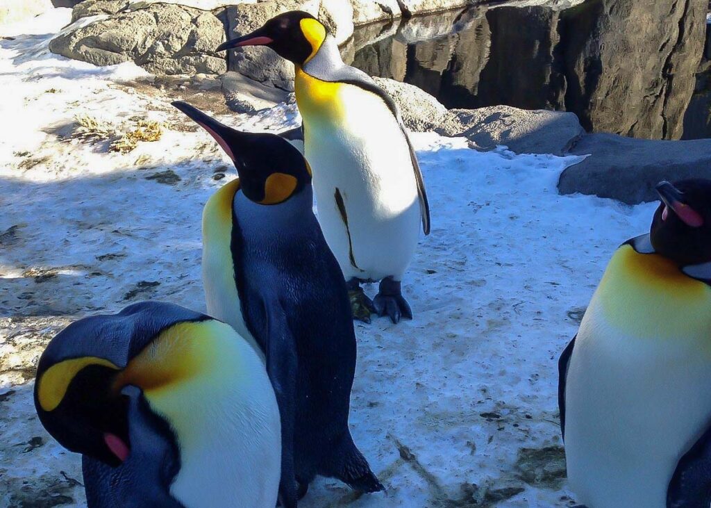 penguins in the snow at the calgary zoo
