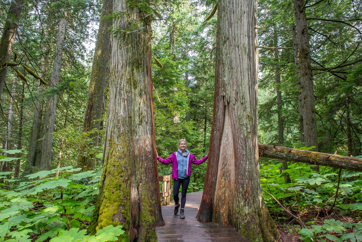 Hemlock Grove Boardwalk in Glacier National Park
