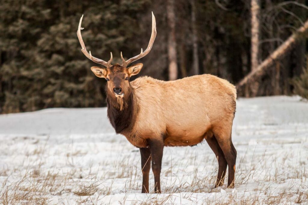 An Elk in Banff National Park in winter