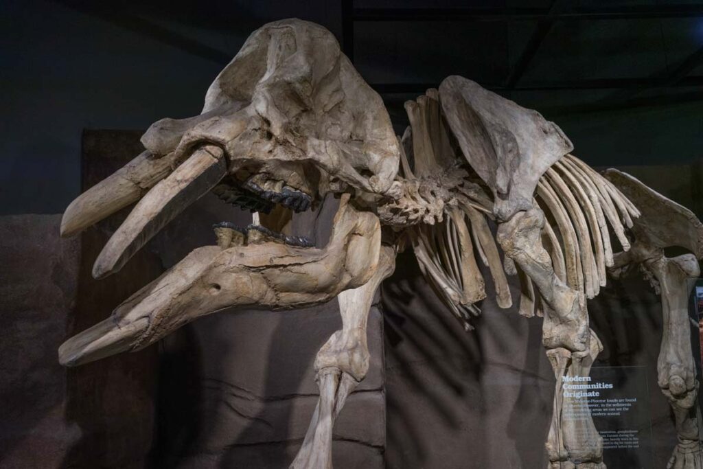 A dinosaur fossil at the Royal Tyrrell Museum