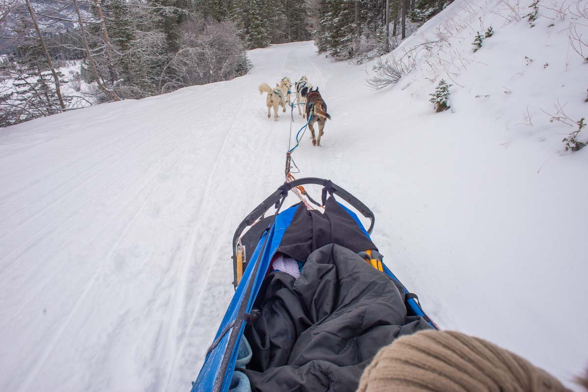 Dog sledding in Revelstoke, BC