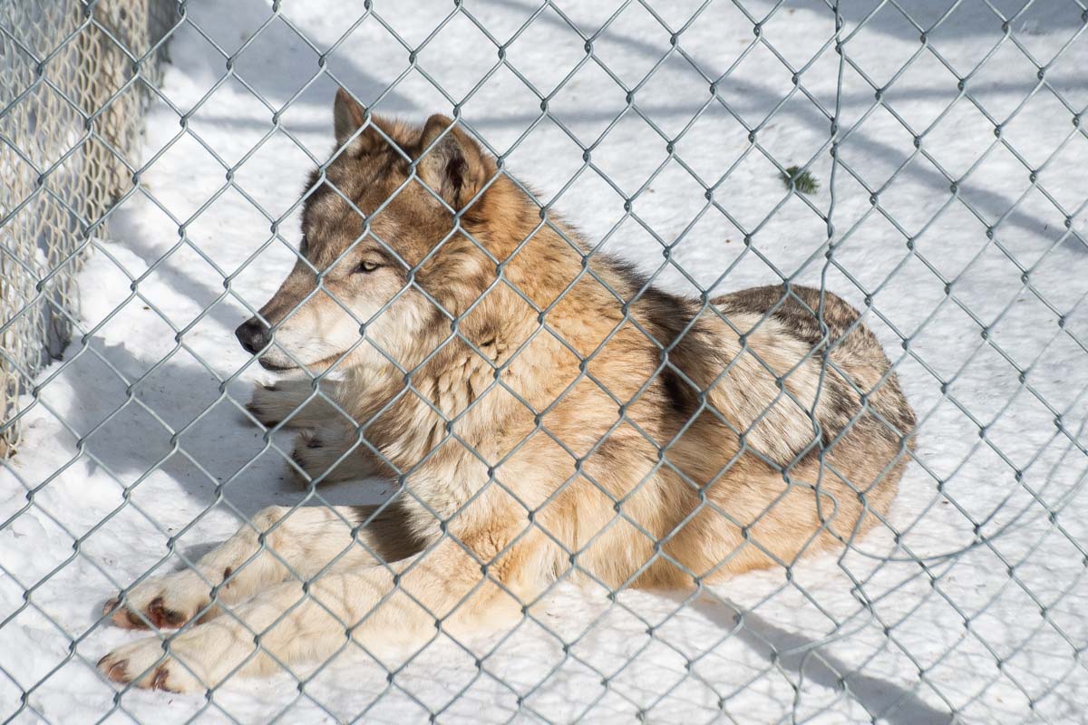 A wolf at the Northen Lights Wolf Center in Golden, BC