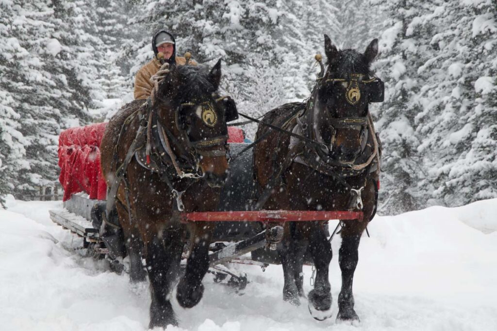 people riding on a horse drawn sleigh in Banff when it's snowing