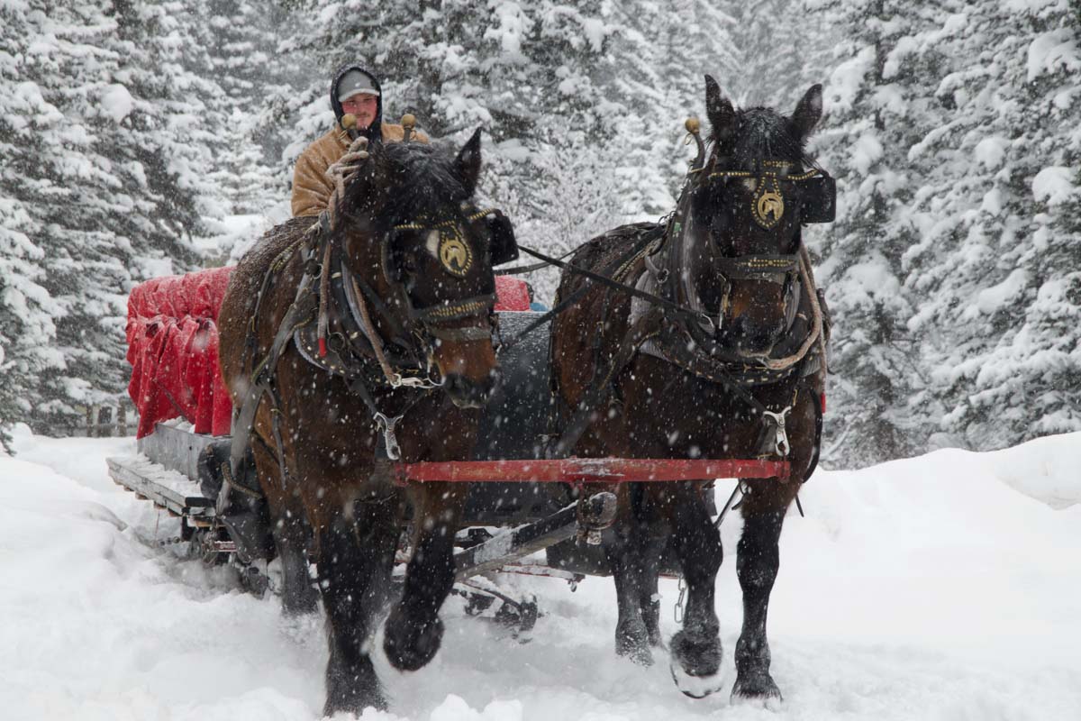 people riding on a horse drawn sleigh in Banff when it's snowing