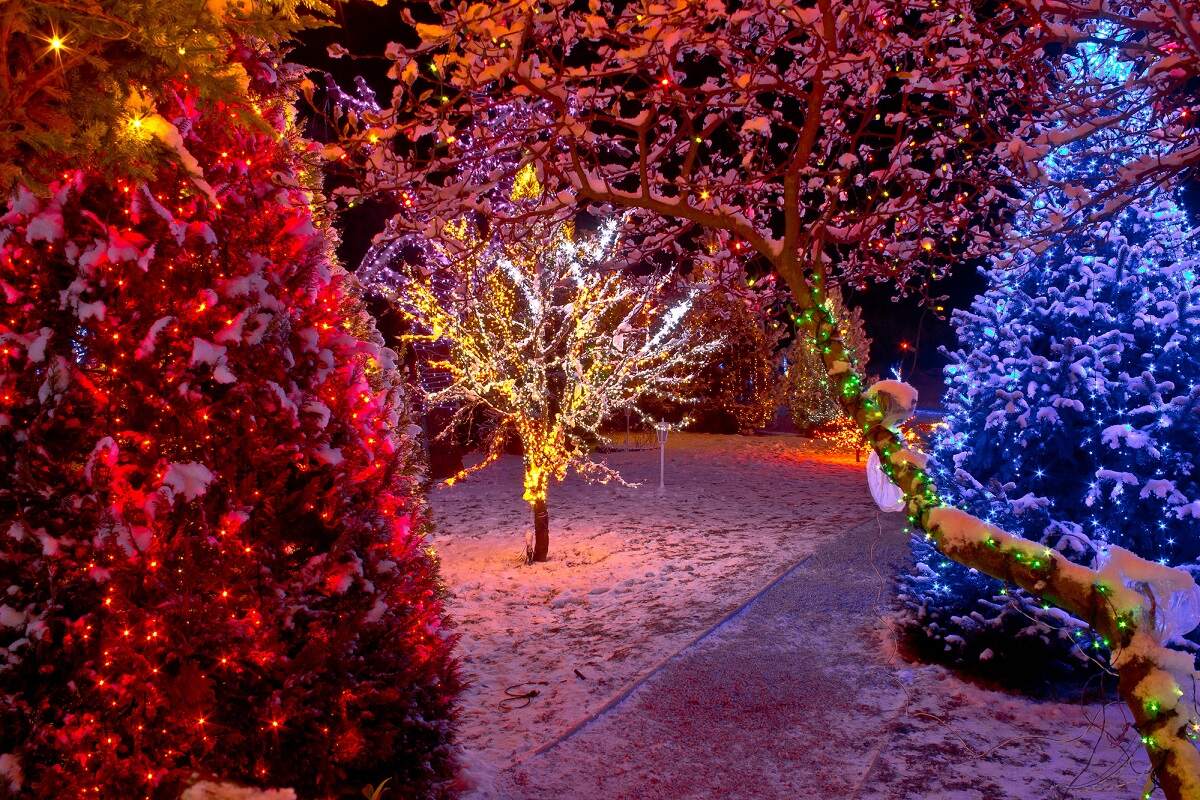 many pine trees in the snow covered in different colored christmas lights