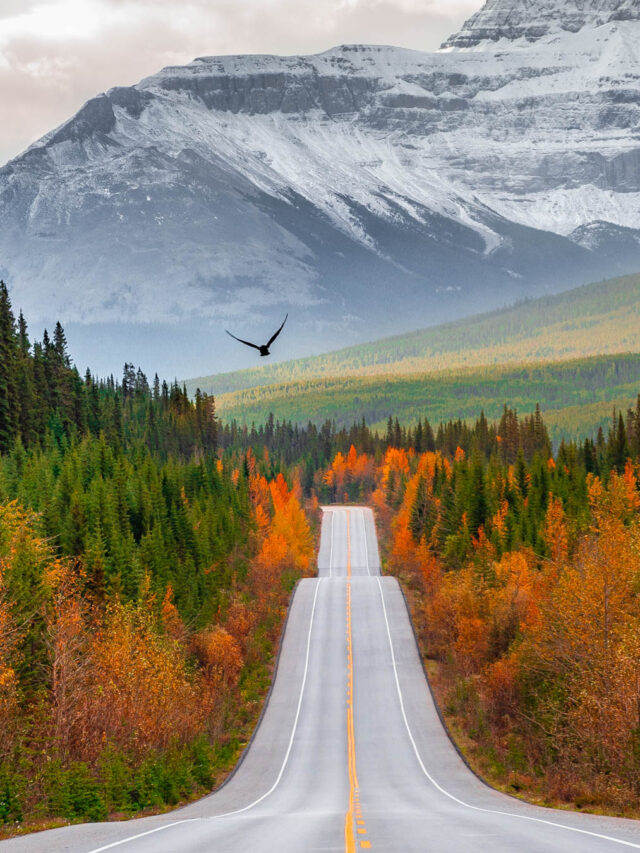 view of the road leading to mountains with orange trees on the icefields parkway
