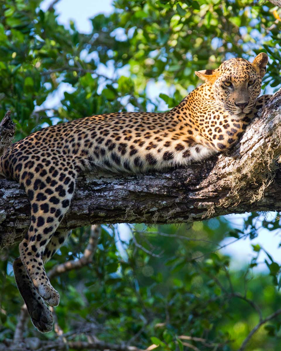 A leopard in a tree on a safari in Sri Lanka