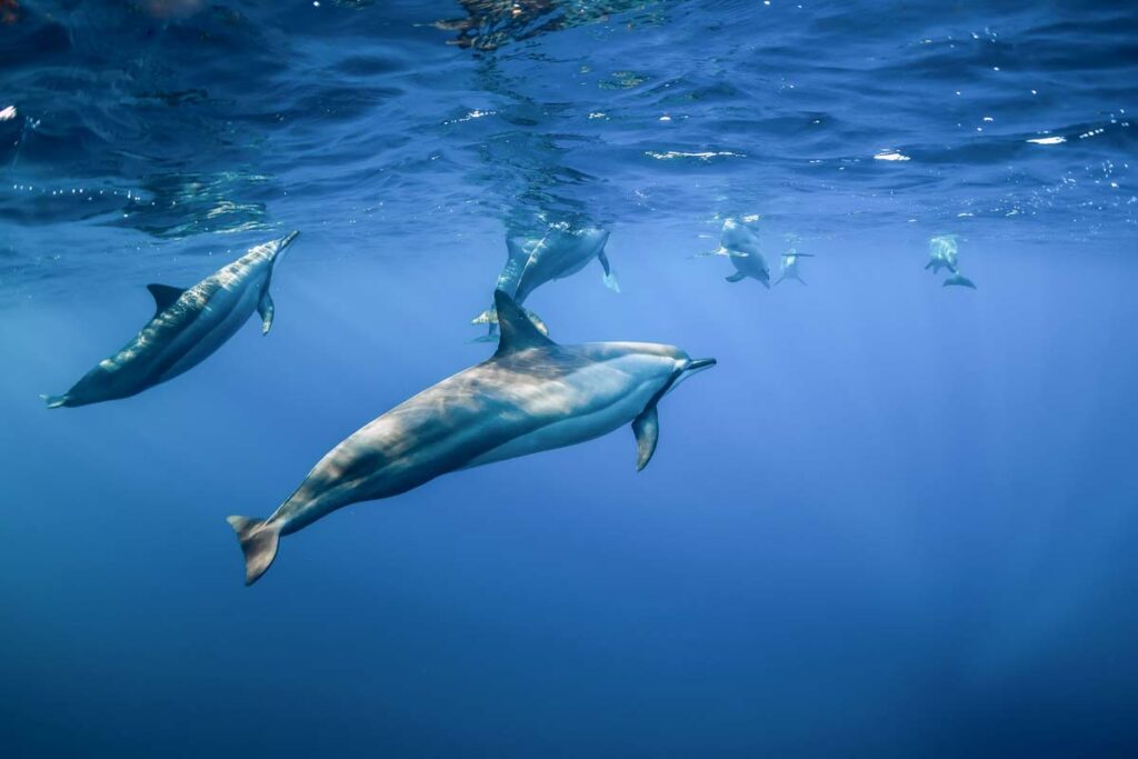 Swiming with Dolphins in Mexico