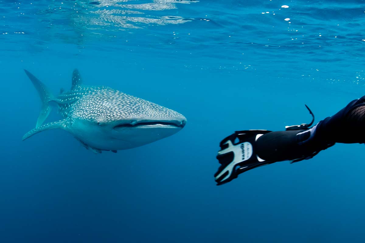 Swimming with Whale sharks in Mexico