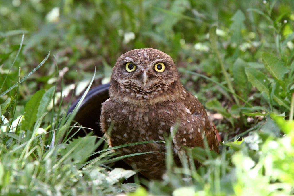 a burrowing owl in Moose Jaw in the grass