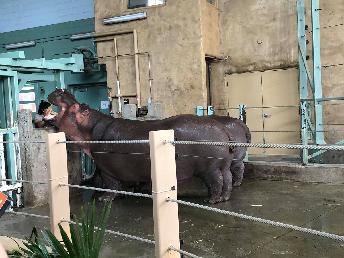 a couple of hippos at an indoor exhibit at the Calgary Zoo