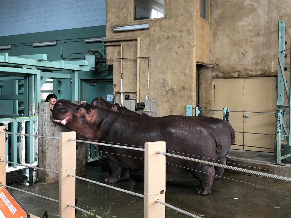 the calgary zoo is on of the best indoor activities in Calgary