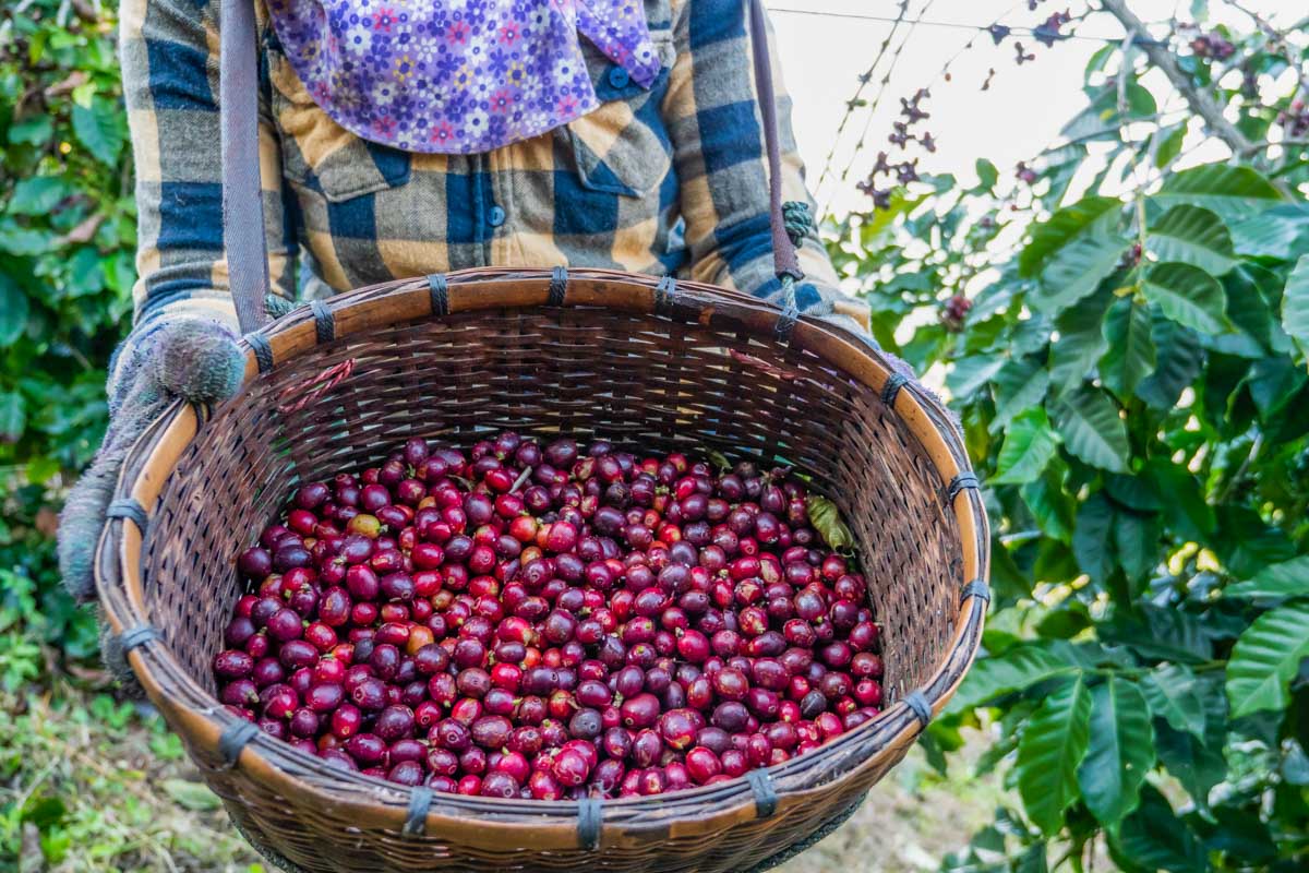 A coffee picker on a tour from  Rio de Janeiro, Brazil