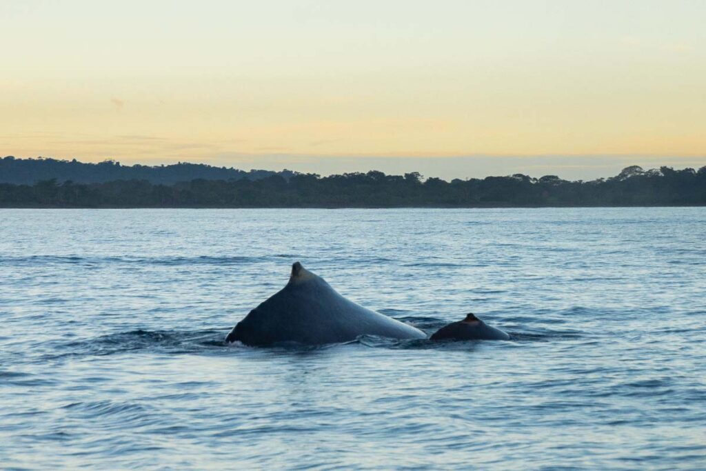 A humpback whale and bay swim through the water on the Oso Peninsula