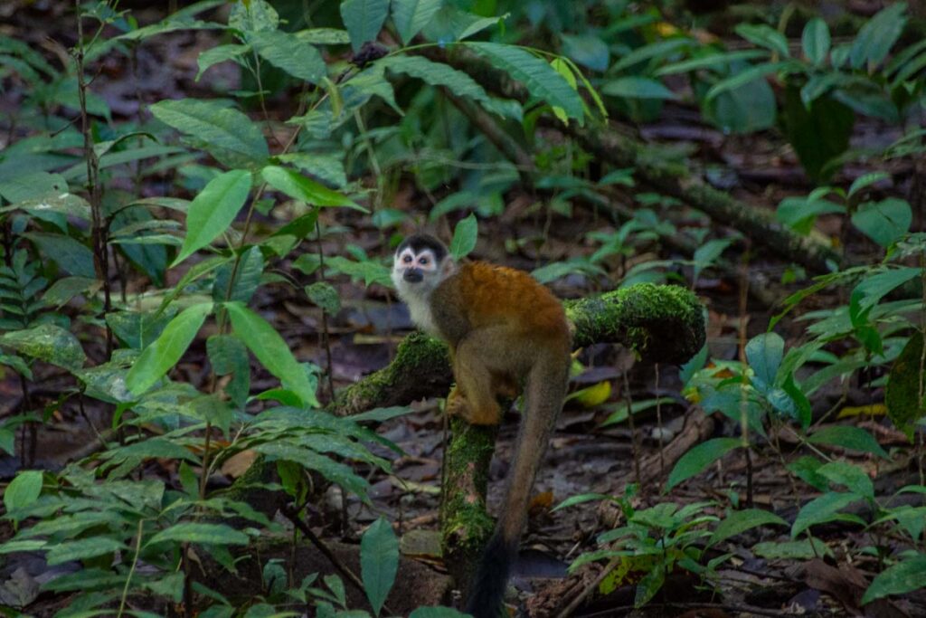 A squirrel monkey in Corcovado National Park