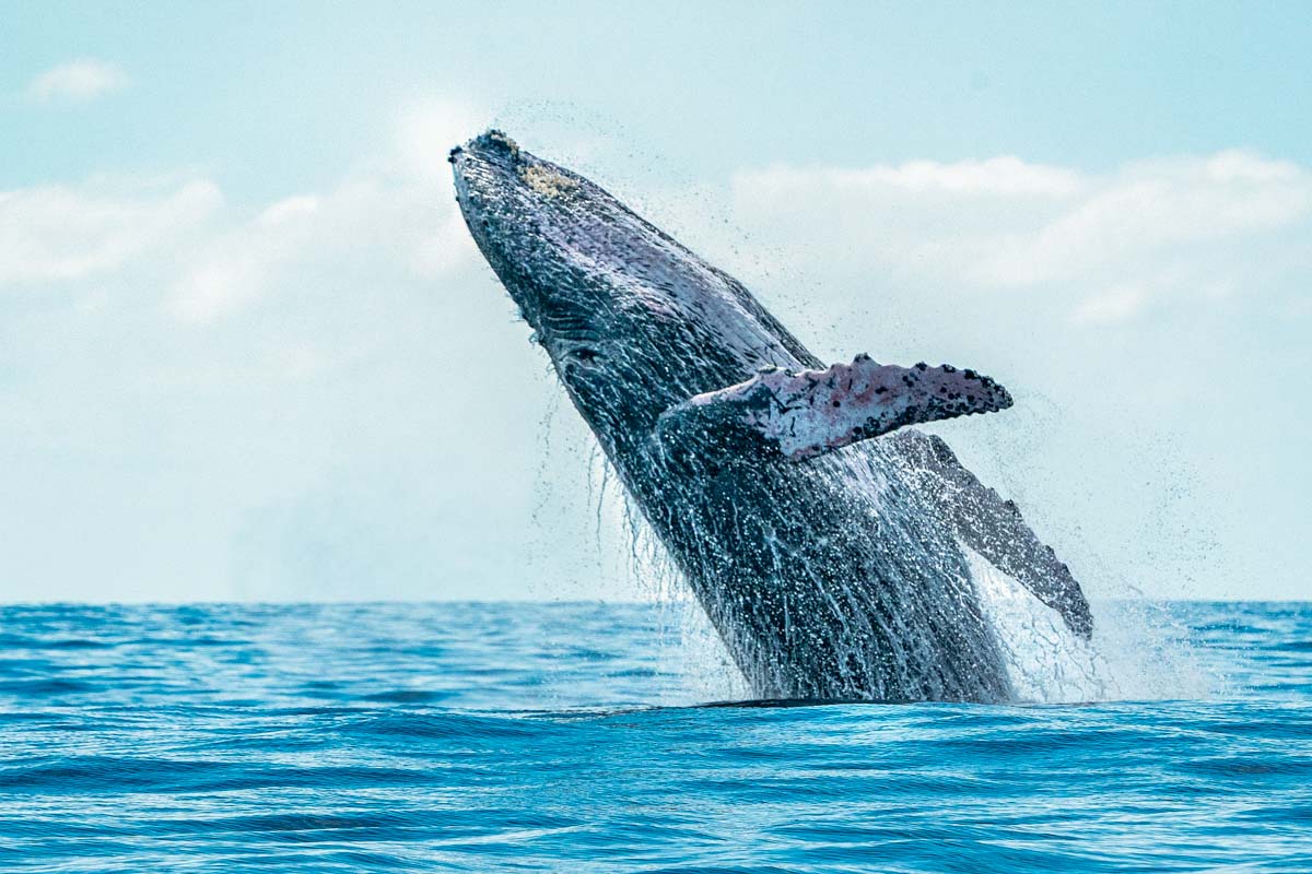 A whales jumps from the water on a whale watching tour in Puerto Vallarta, Mexico