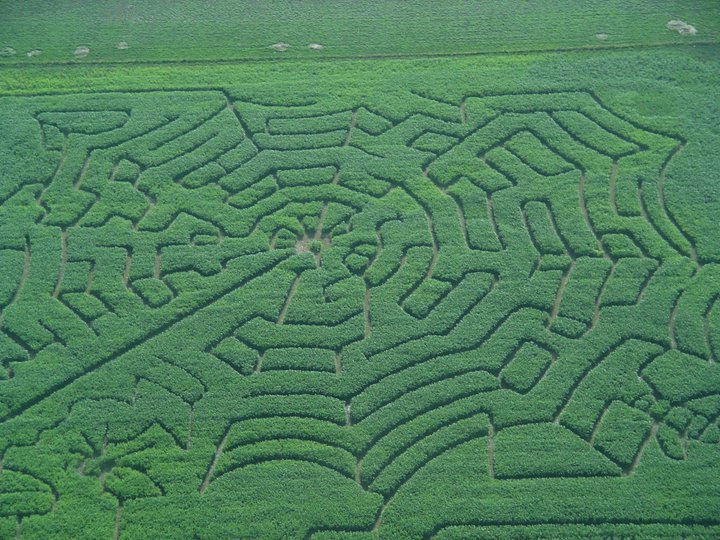aerial view of Lethbridge Corn Maze from a previous year designed like a spider web