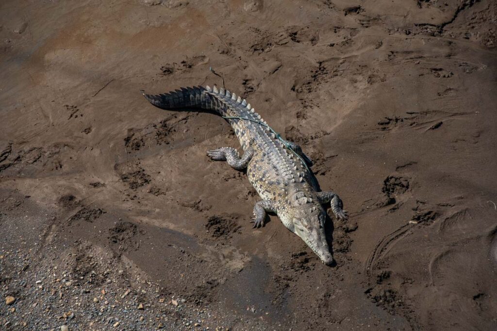 A crocodile at the crocodile bridge near Jaco, Costa Rica