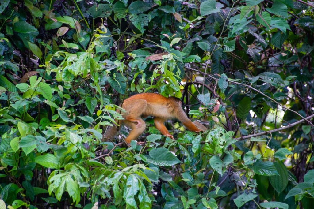 a monkey in Corcovado National Park