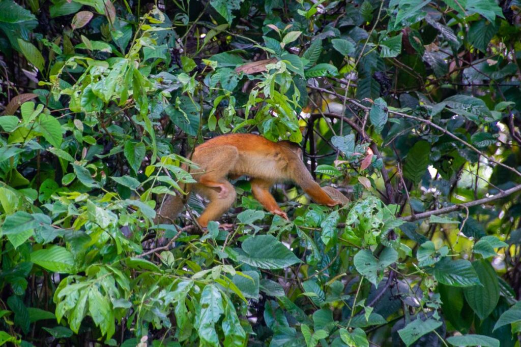 A squirrel monkey in Corcovado National Park