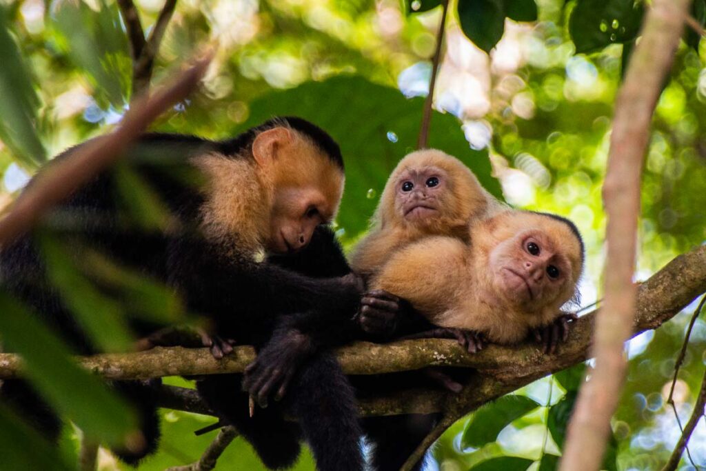 Monkeys in Manuel Antonio National Park