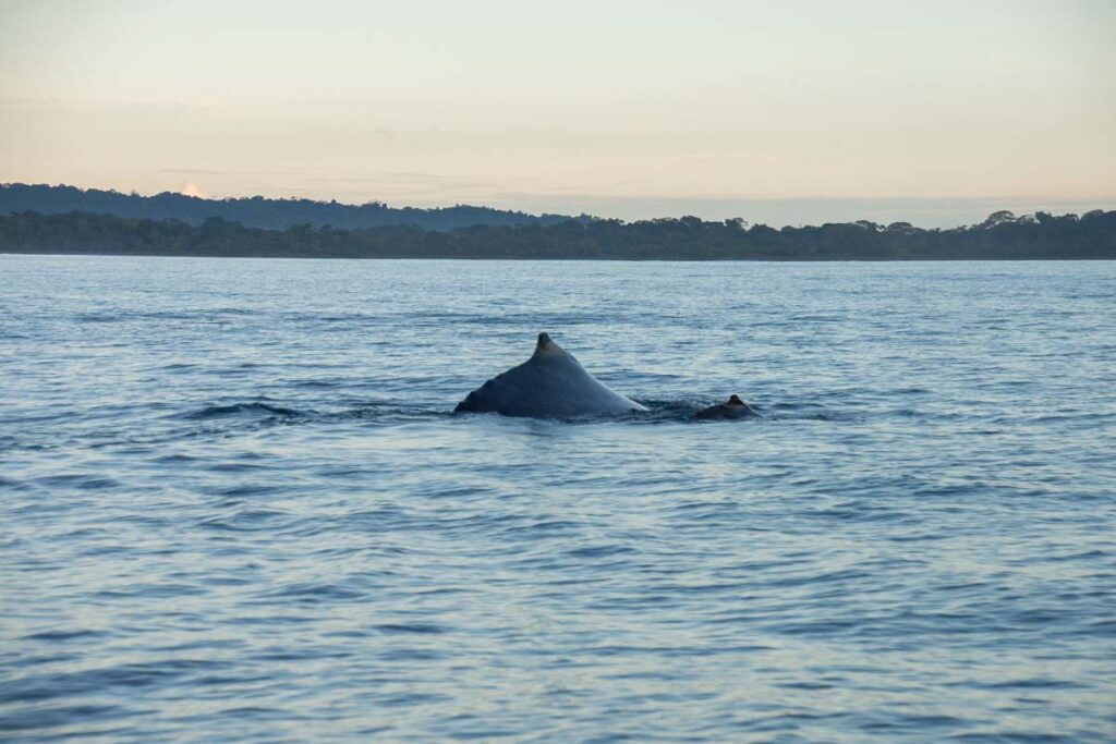 Two whales swim through the ocean off the coast of Uvita