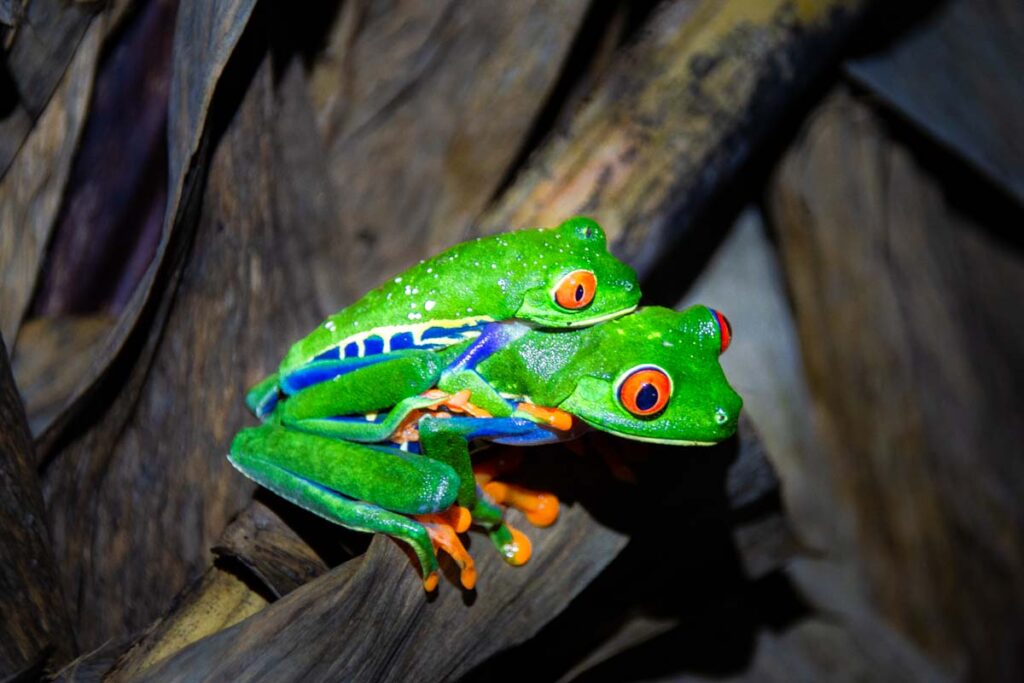 Red eyed tree frogs on a night tour in Drake Bay