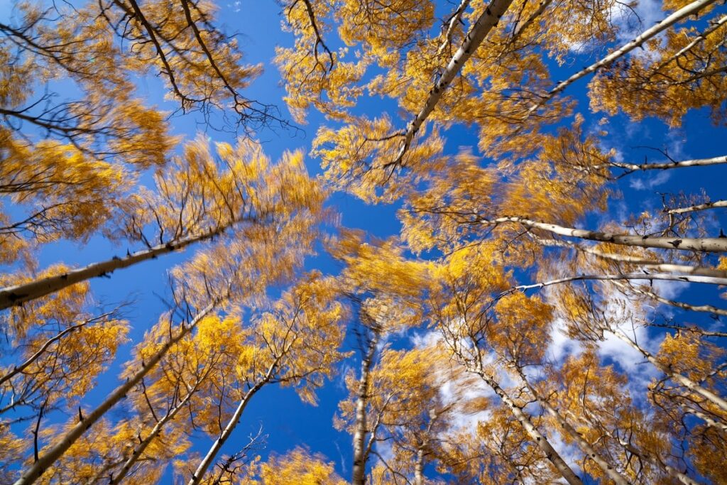 looking up at Aspen Trees on the Bow Valley Parkway