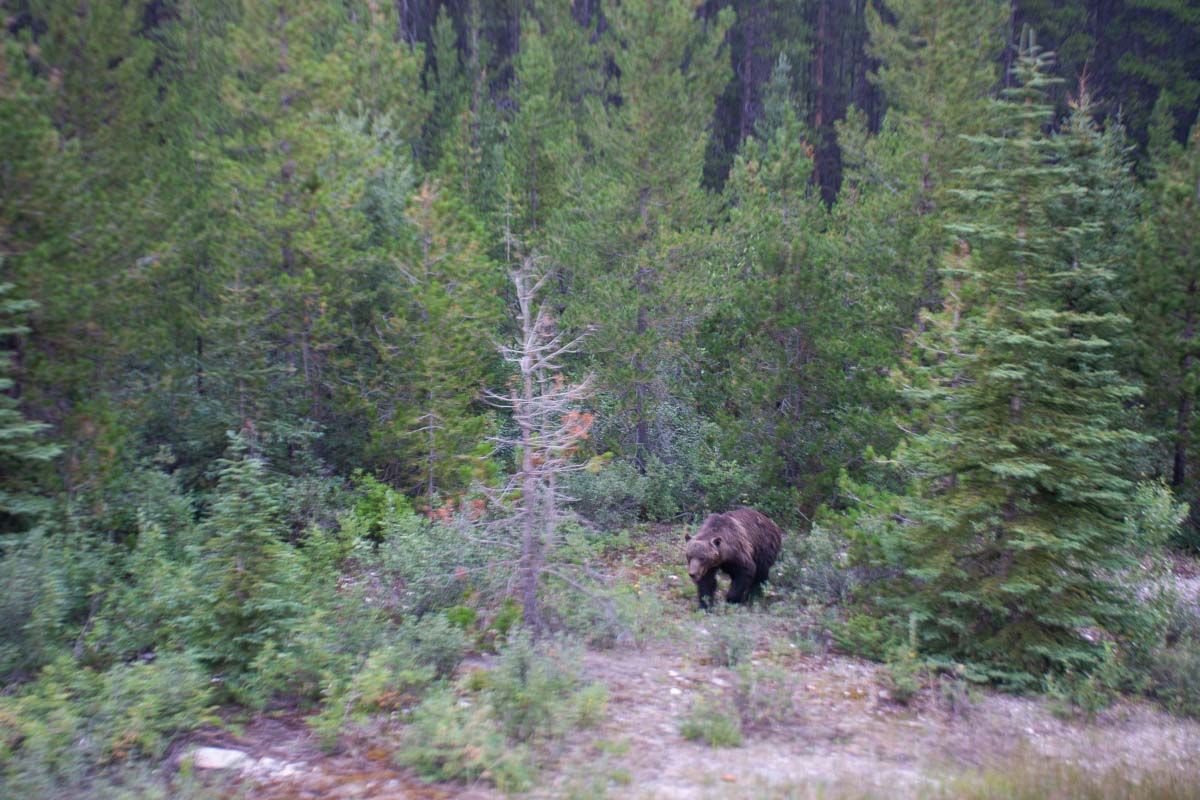 A bear in Kootenay National Park
