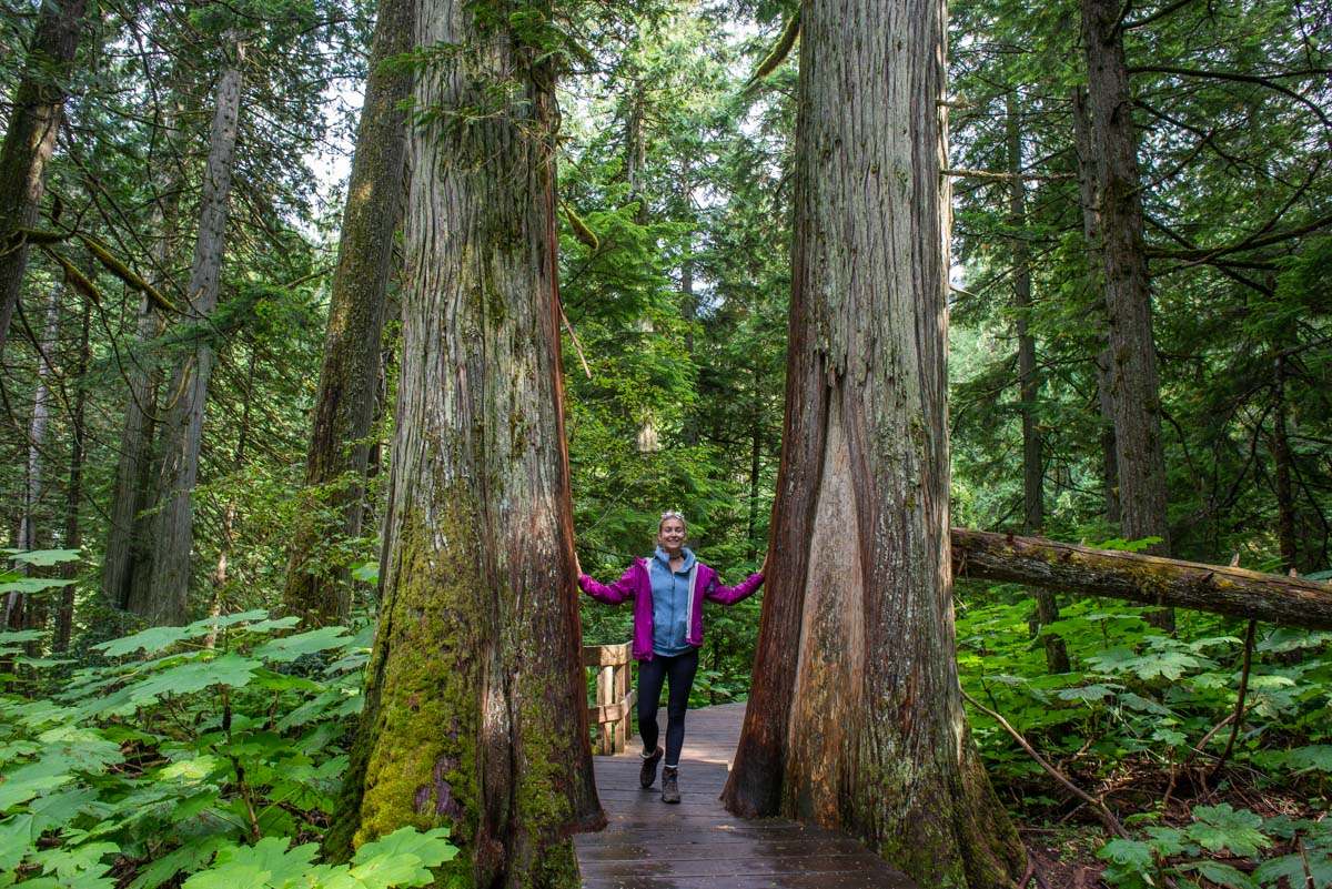 Giant Cedars Boardwalk Trail in Glacier National Park