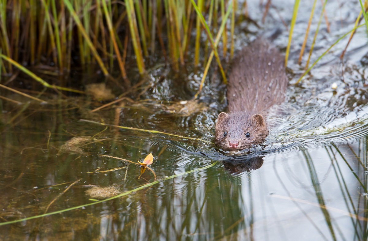 a mink swimming in the pond at the Beaver Boardwalk in Hinton Alberta
