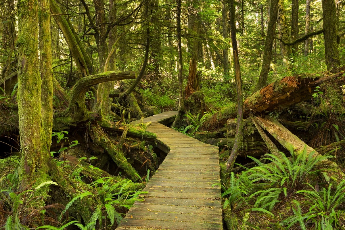 boardwalk through a mossy green forest in Pacific Rim National Park