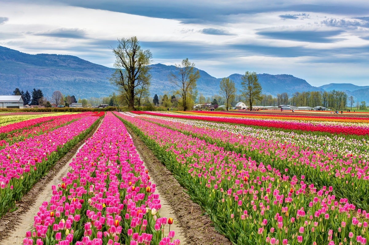 tulips-in-Chilliwack-bc