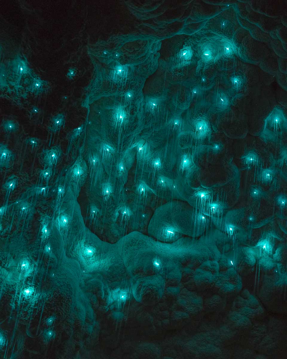 Glow worms in the Waitomo Glow worm cave in New Zealand