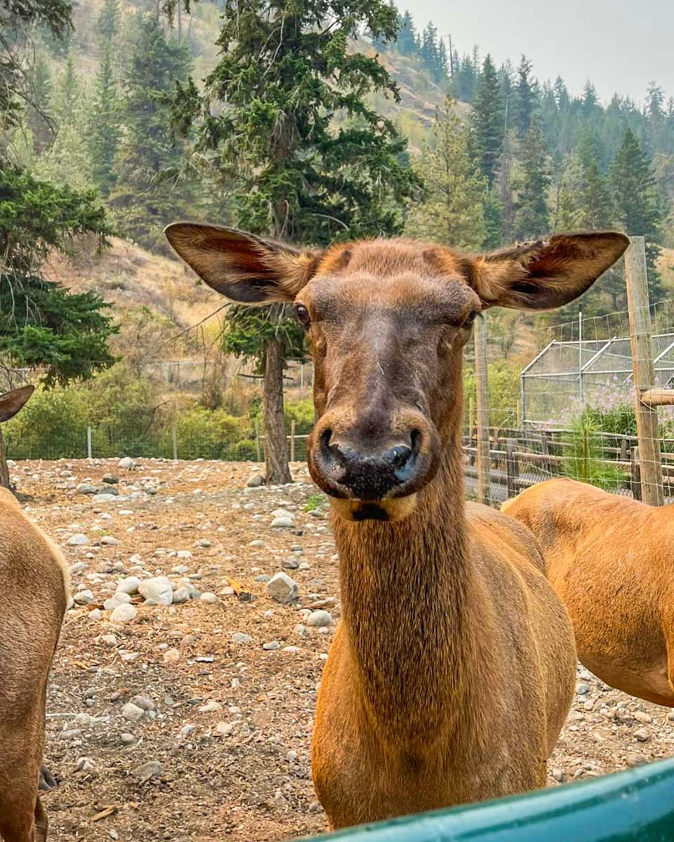 Bc Wildlife Park moose