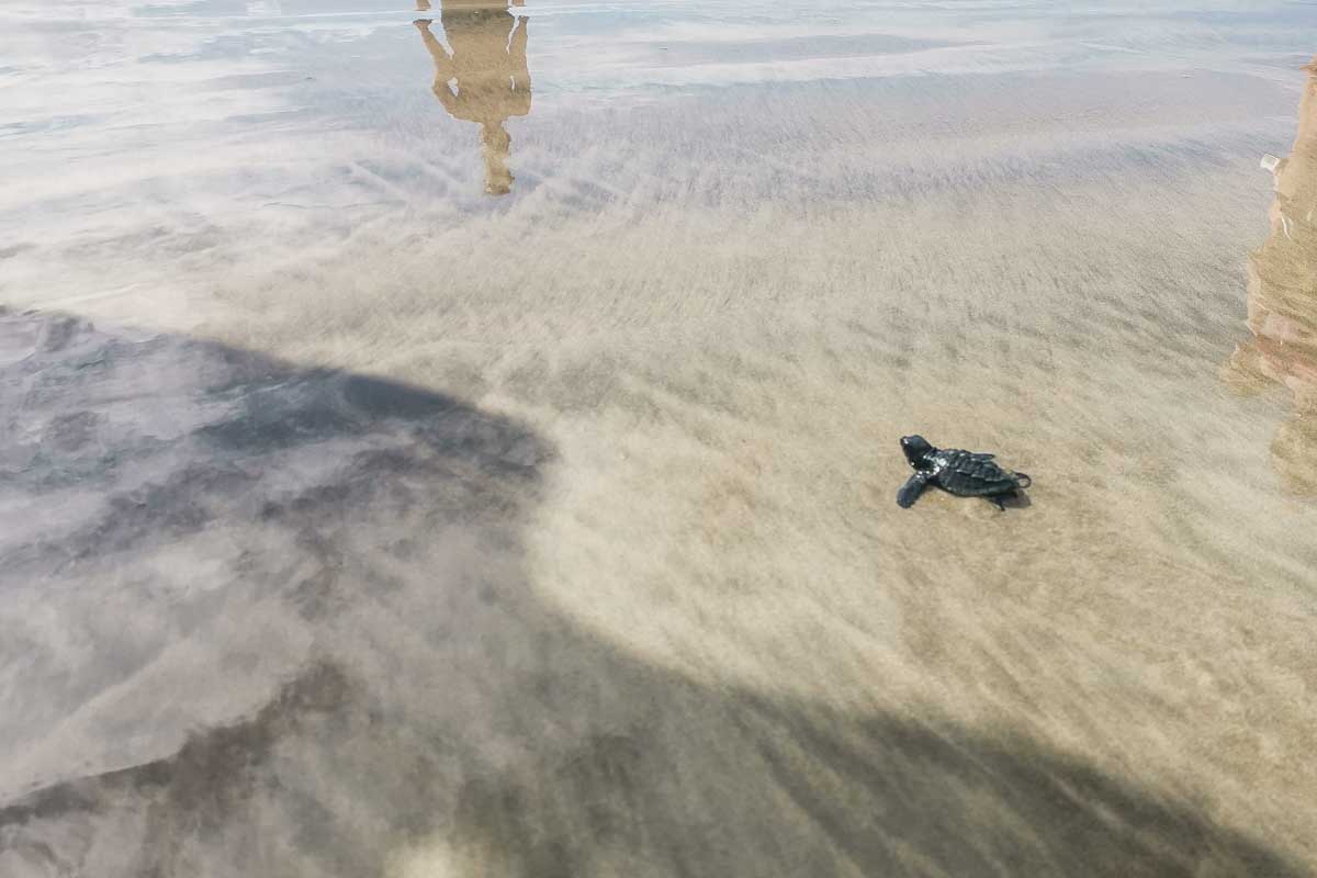 A turtle walks to the ocean during a Cancun turtle release