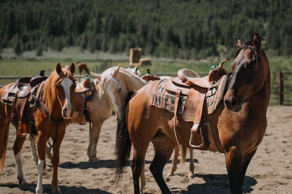Erin Valley Riding Stable