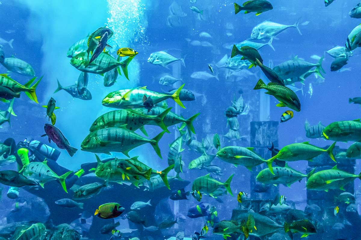 Fish swim in a huge tank at the Interactive Aquarium Cancún, Mexico