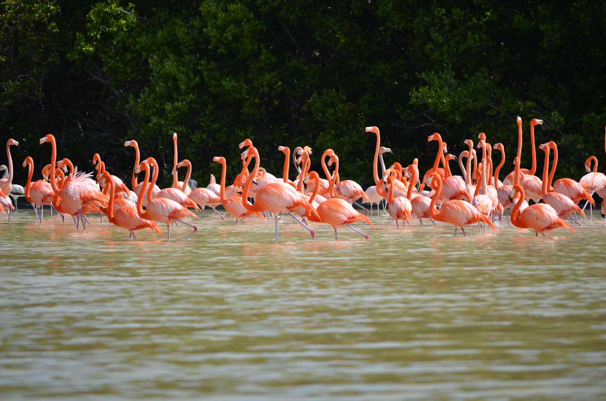 Playa Norte Celestún, Merida
